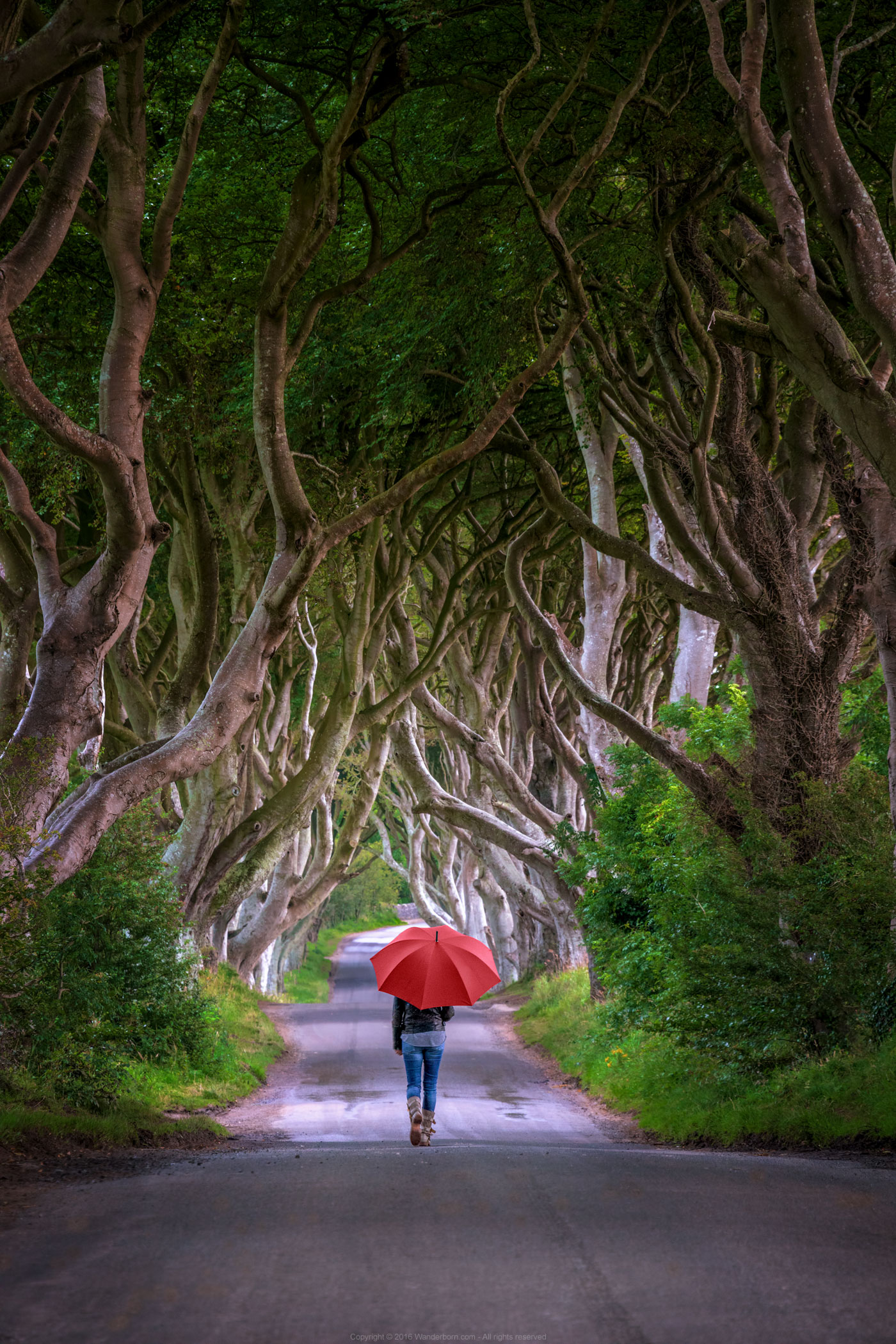 A Walk In The Dark Hedges